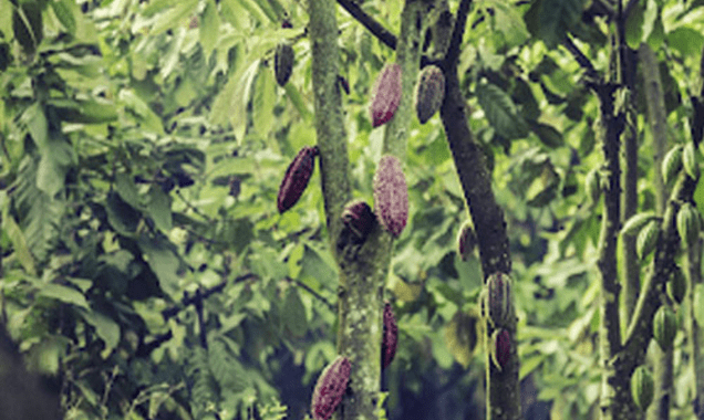 Cacao Barry
